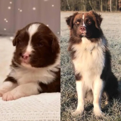 Simba